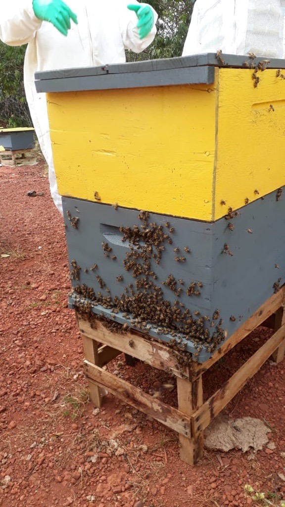 Dezenas de abelhas aparecem enquanto apicultores manejam seus viveiros.