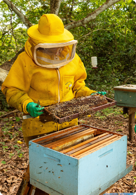 Apicultor em atividade